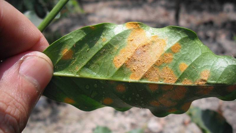 Fotografie kávového listu napadeného plísní Hemileia vastatrix - rzí kávovou.