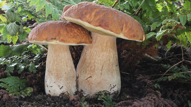 Hřib smrkový (Boletus edulis)