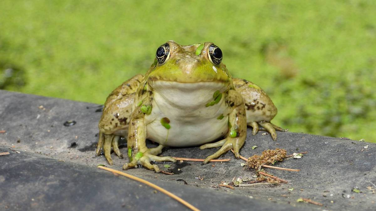 Žáby Charlese Darwina se množí vzhůru nohama: Vajíčka kladou do stromu, pulci po vylíhnutí padají do vody