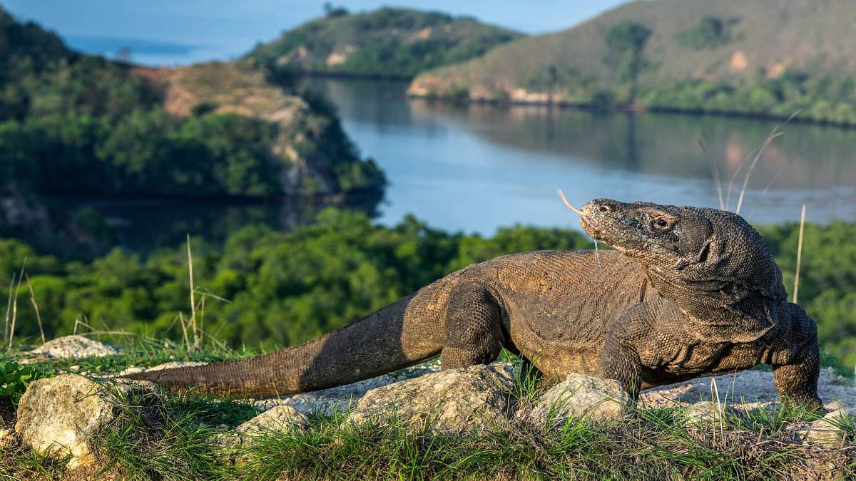 Výzkum zubů varana komodského ukázal, že jsou pokryty železem: Nyní vědci zkoumají, zda tomu tak nebylo i u dinosaurů