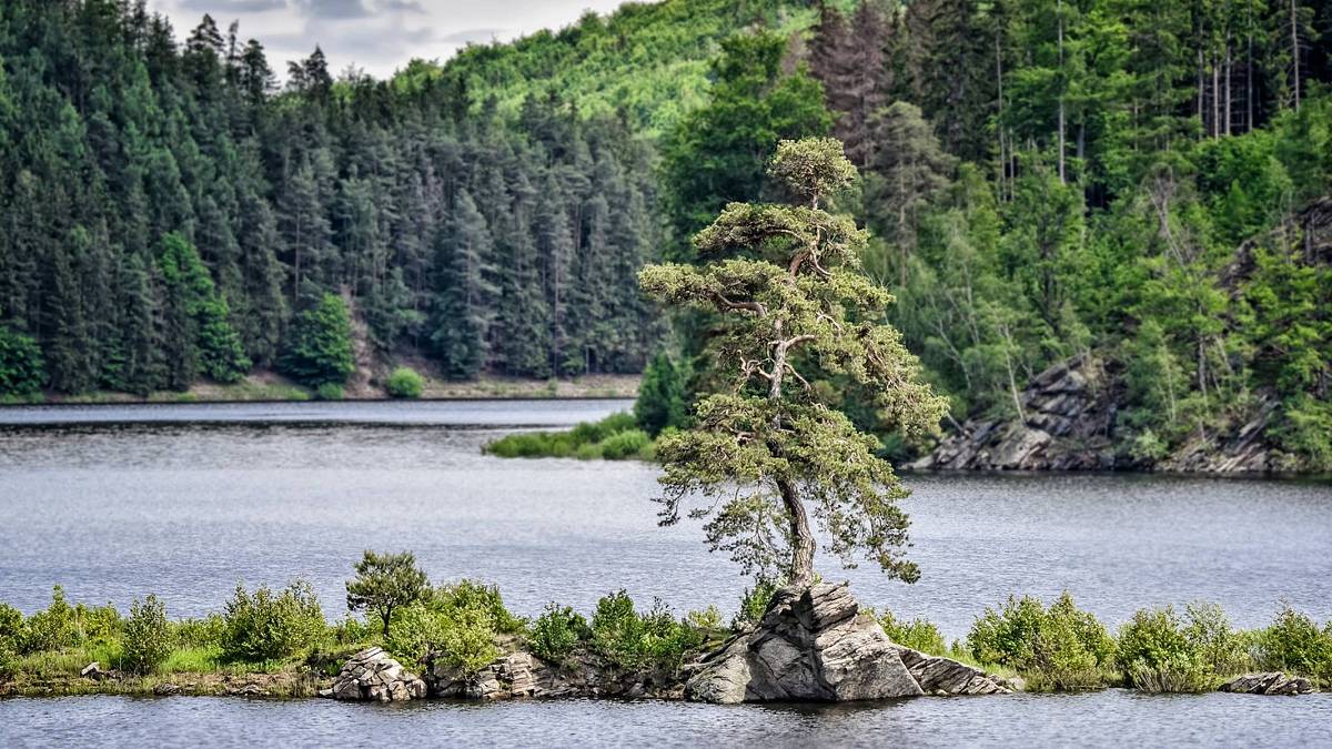 Evropský strom roku 2020 i strážkyně zatopeného údolí. Chudobínská borovice střeží Vírskou přehradu dál