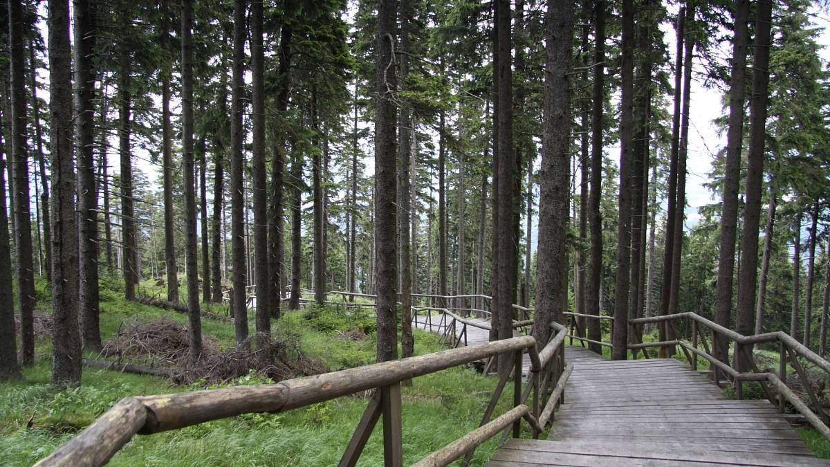 Boubínský prales: Největší původní les ve střední Evropě, který Čechy neláká, ale zahraniční turisty naprosto fascinuje