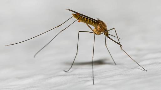 Mohou komáři létat v dešti a za mlhy?