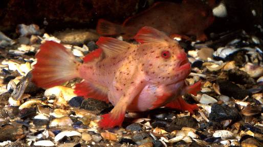 Red handfish je nádherná, silně ohrožená ryba: Ve volné přírodě plave méně než sto jedinců, žijí ve vodách Austrálie