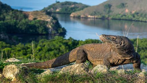 Výzkum zubů varana komodského ukázal, že jsou pokryty železem: Nyní vědci zkoumají, zda tomu tak nebylo i u dinosaurů