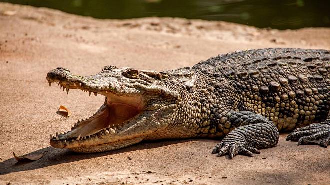 Jak se krokodýli naučili přestat jíst smrtelně toxické ropuchy